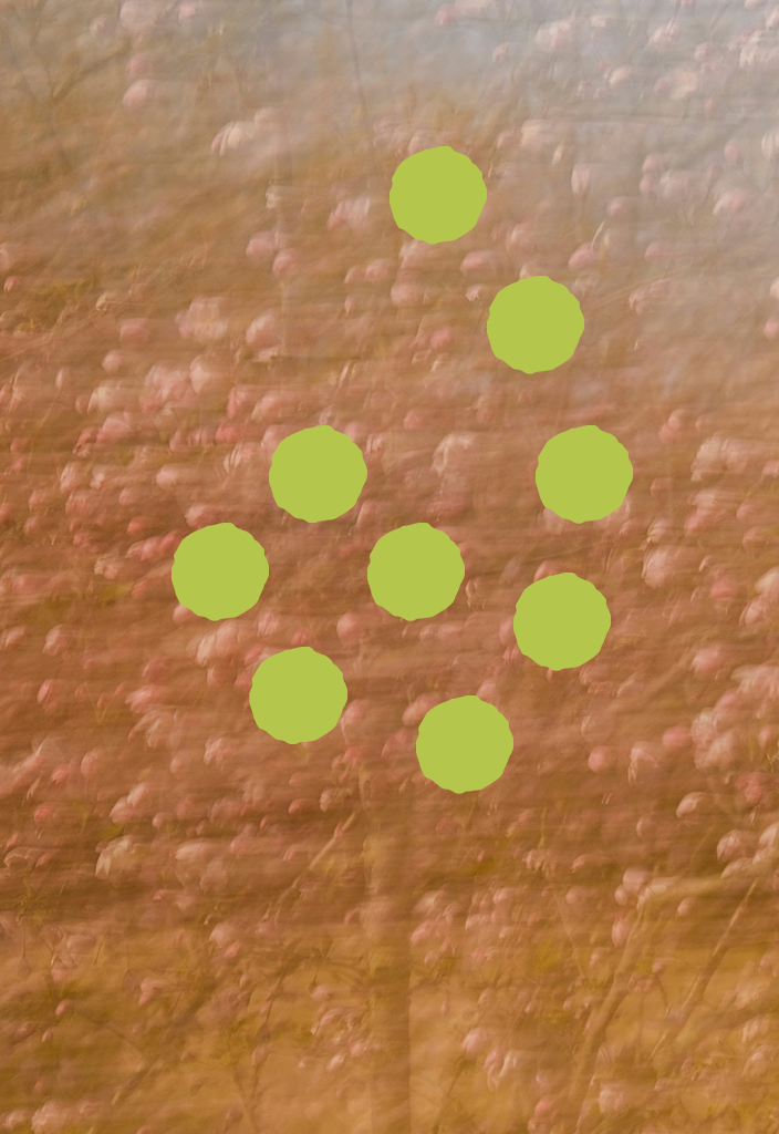 A hazy photograph of a magnolia tree. Overlaid is a spiral of green dots.