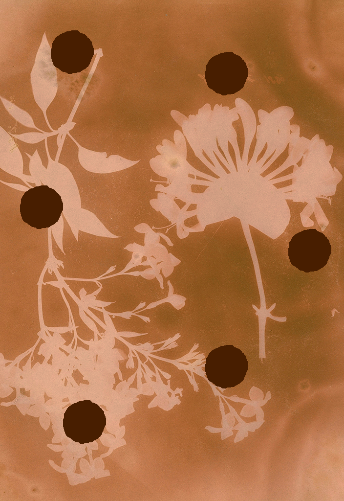 A cyanotype scan of flowers using a natural orange dye. There are brown dots overlaid randomly that look like spores.