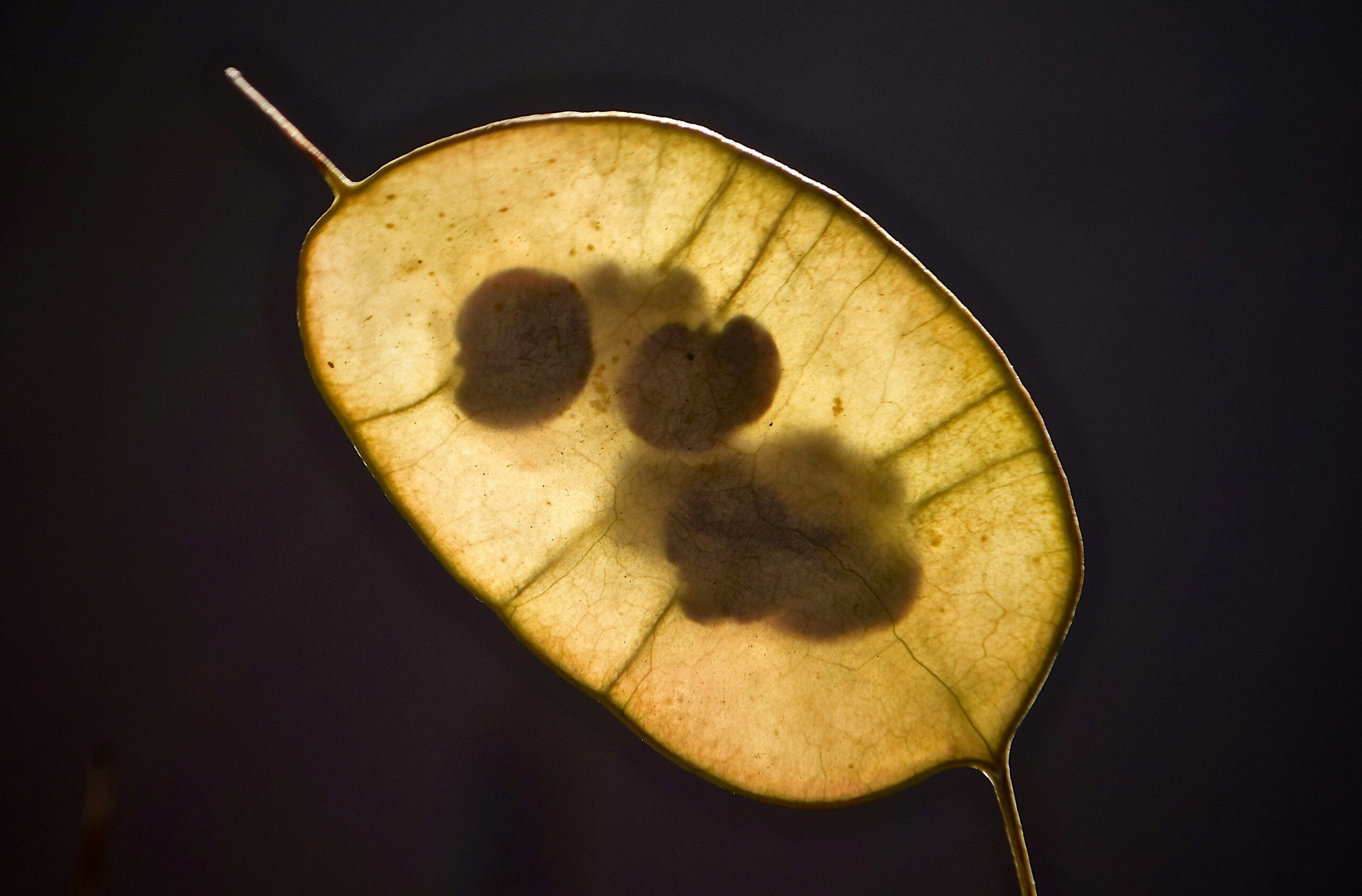 an image of a seed pod against a black background. Through the light you can see the seeds inside the skin of the pod.