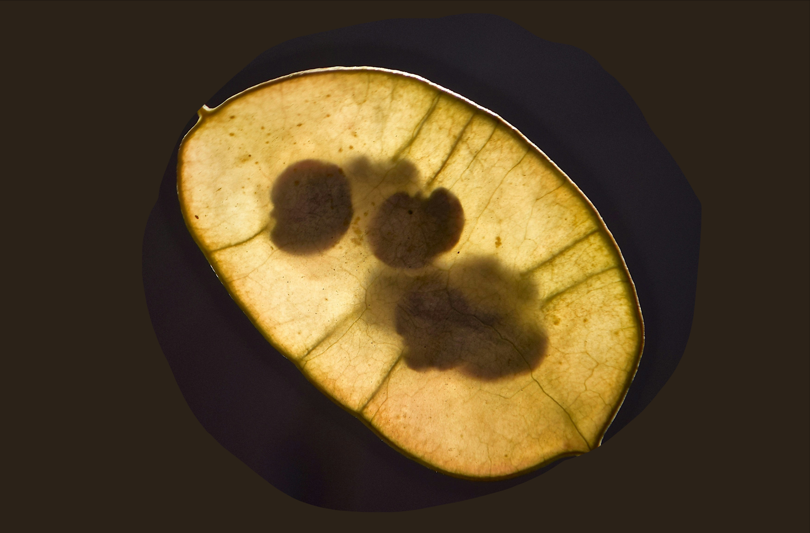 an image of a seed pod against a black background. Through the light you can see the seeds inside the skin of the pod.