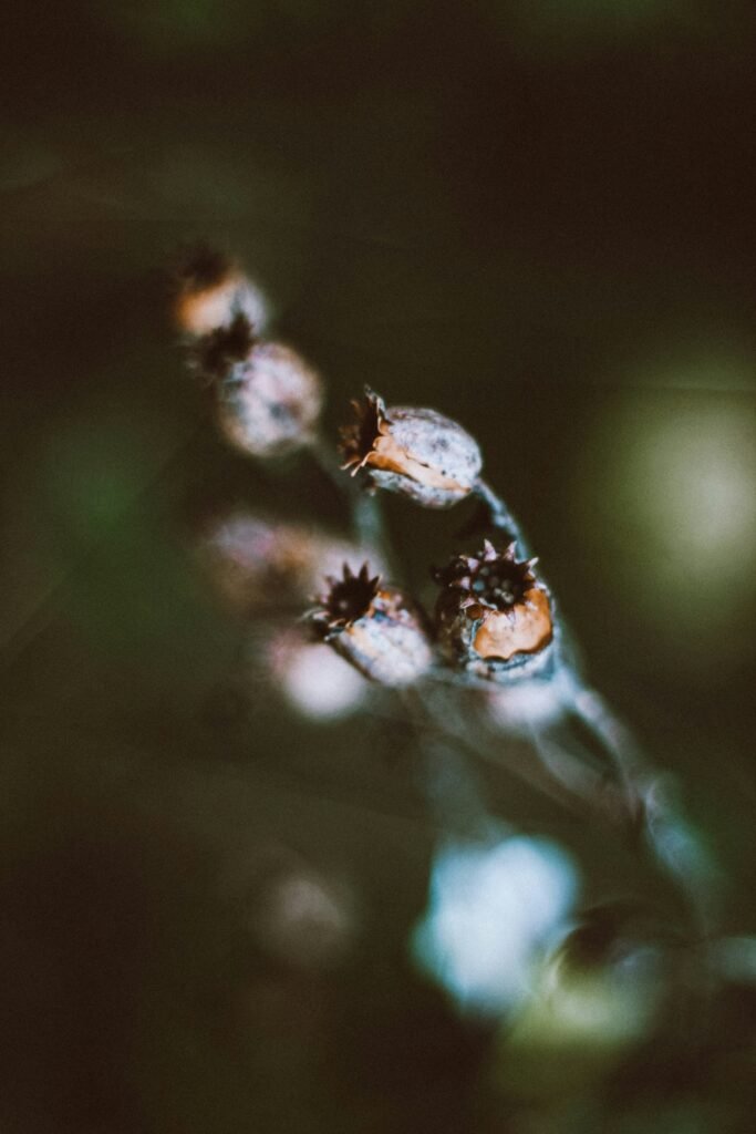 A blurry image of small seed pods that have starry tops