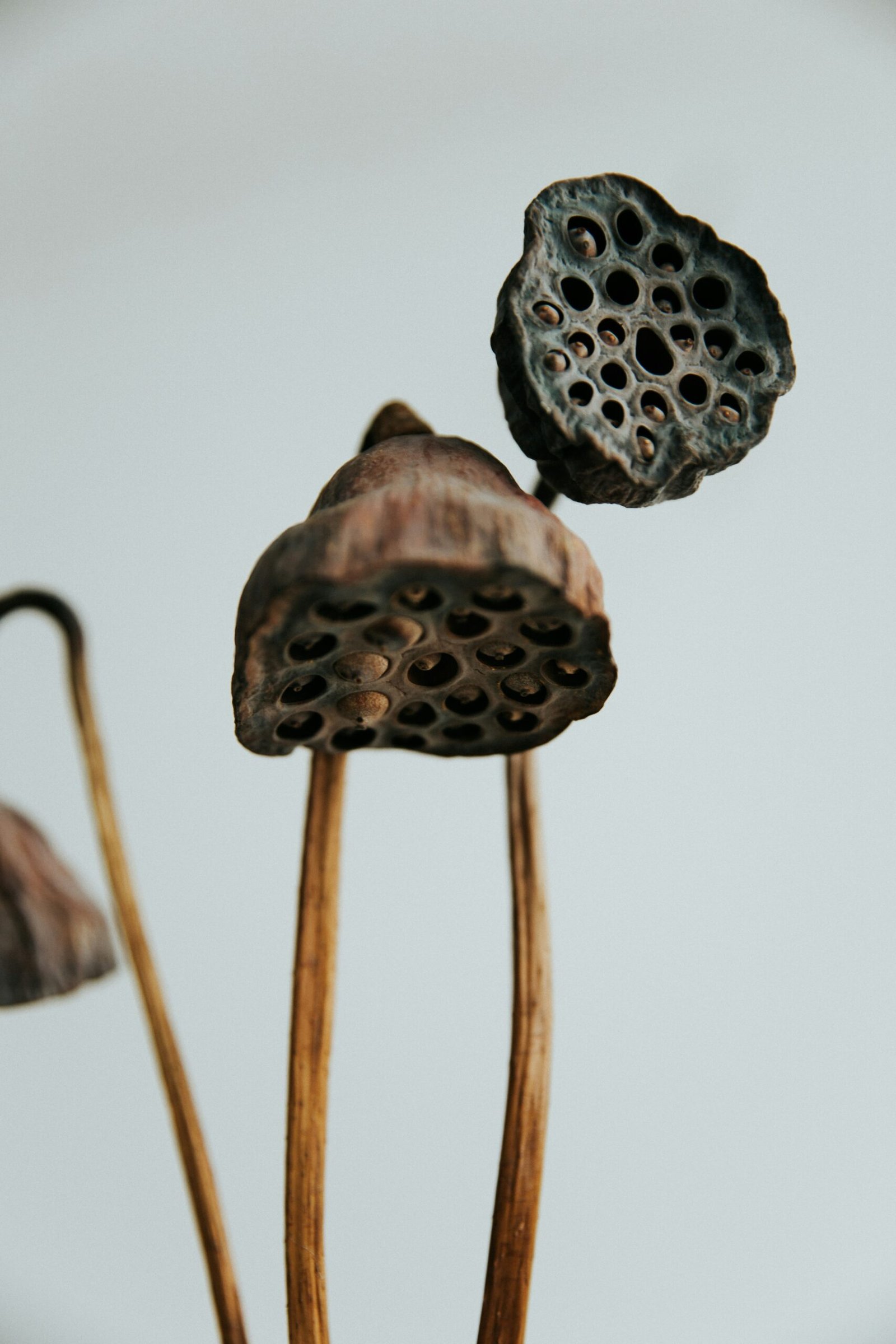 A colour photograph of drying lotus seed pods